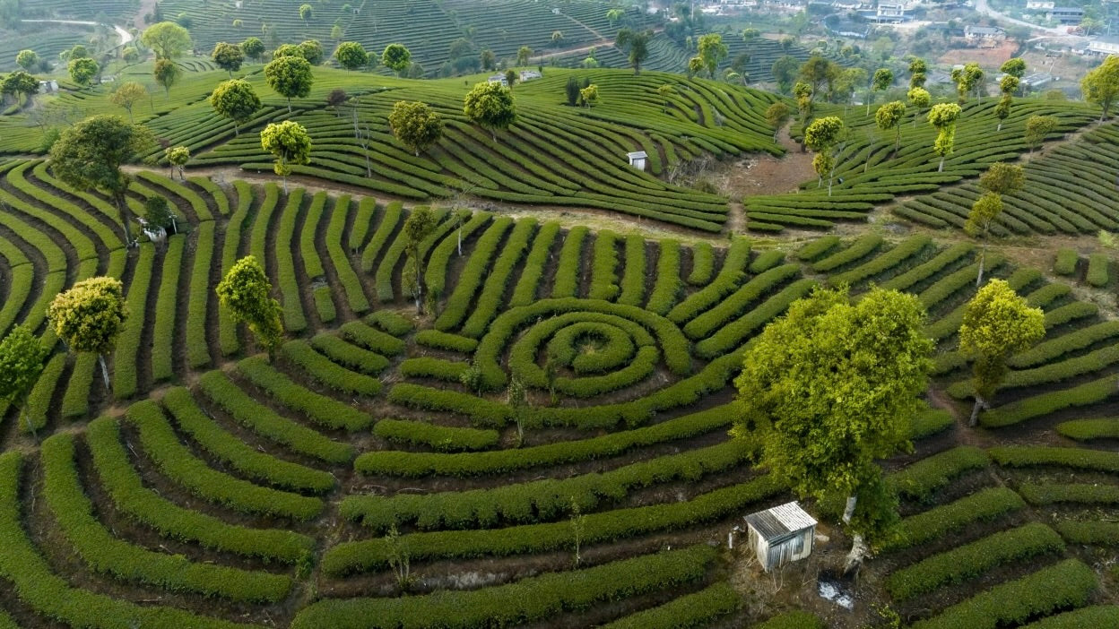 Skąd pochodzi smak ciszy: podróż po ogrodach Yunnanu