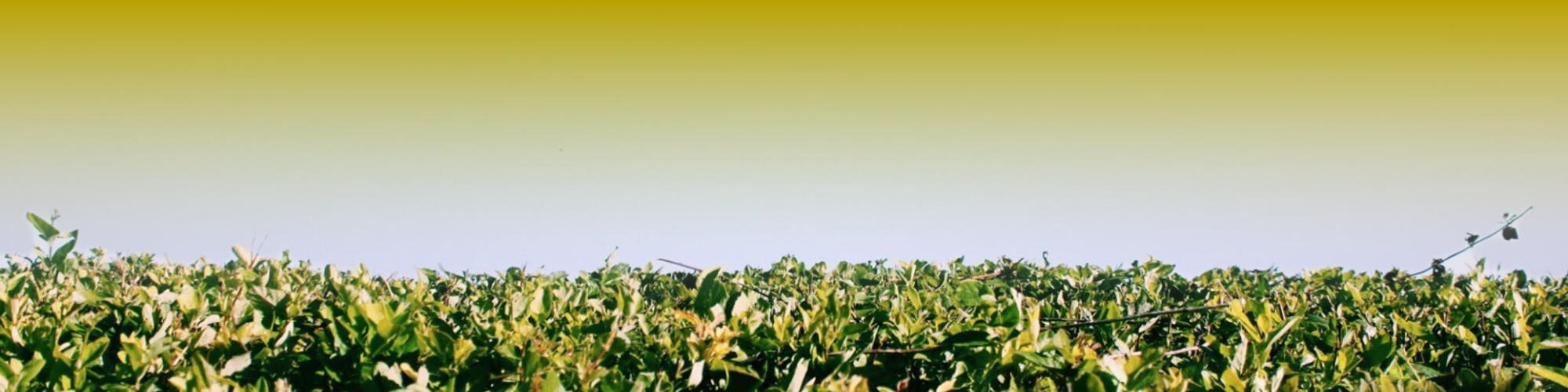 Napary – Kwiatowe Kompozycje Pełne Ciepła Aromatu i Naturalnej Harmonii