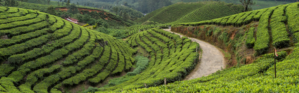 Herbaty czarne – głębia, intensywność i ciepło dojrzałych liści