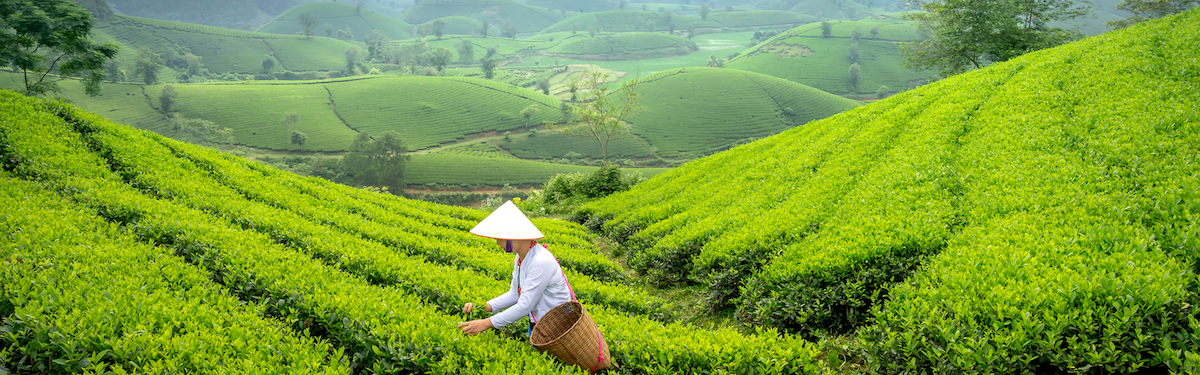 Herbaty Infusion Bay - liście, które opowiadają historie